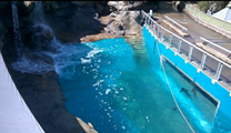Seal enclosure at Taronga Zoo painted in LUXAPOOL Epoxy Pacific Blue 